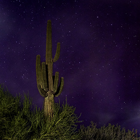 Aurora Borealis in Arizona with Saguaro Cactus